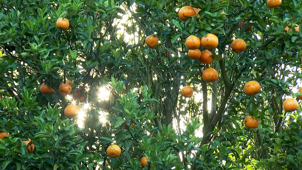 nc-tangerina-maria3-171217